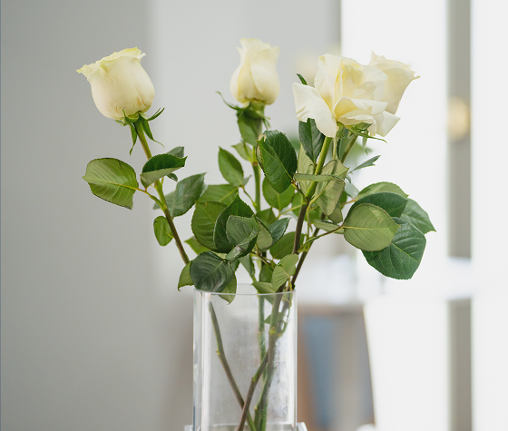 white roses